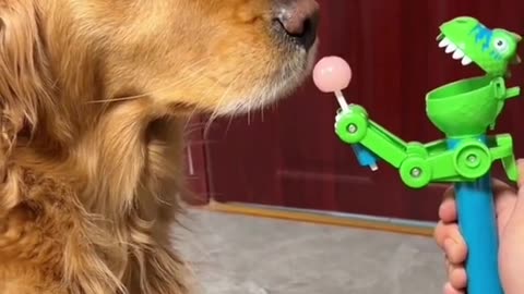 Funny Golden retriever moment