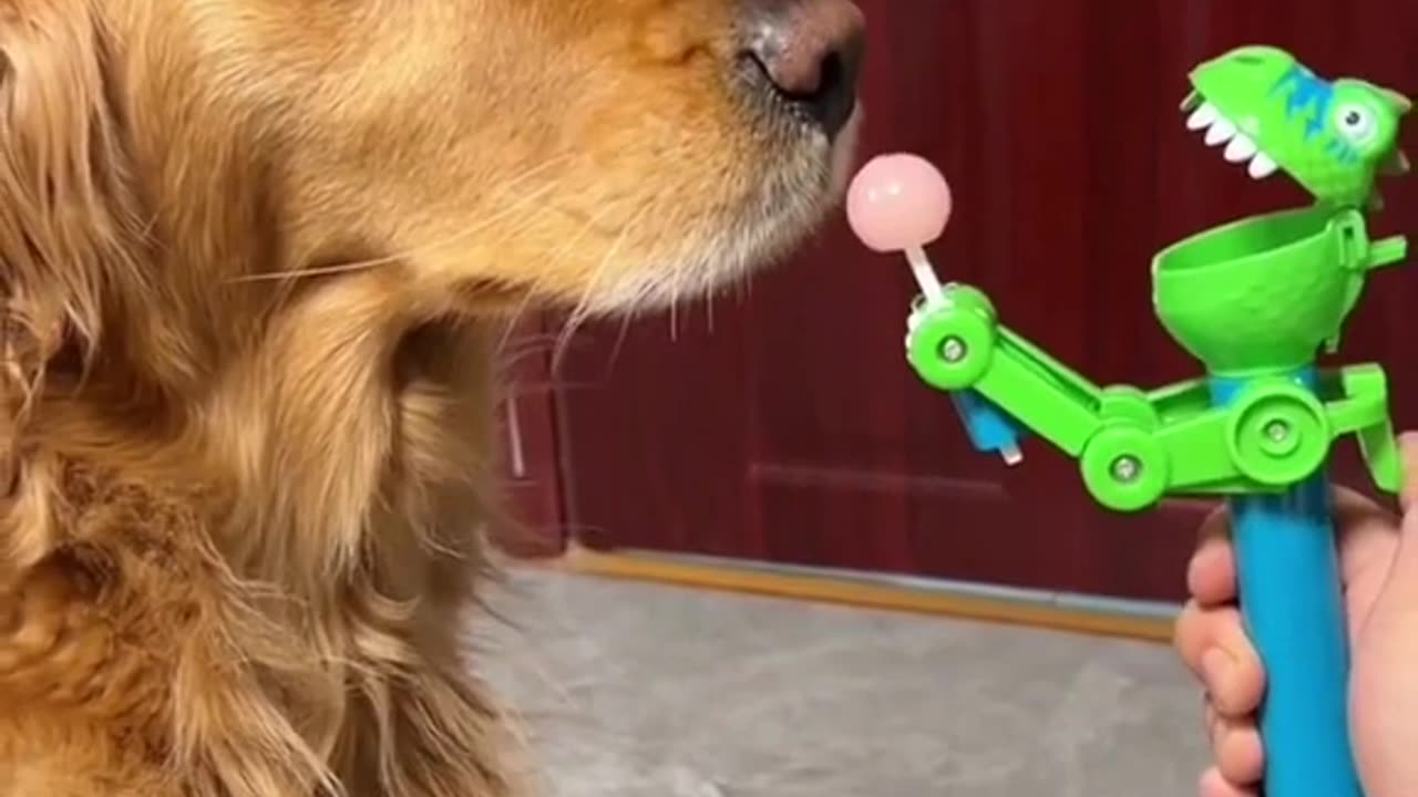 Funny Golden retriever moment