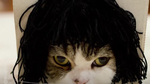 This cat unknowingly tries on wigs everytime he sticks his head through a box