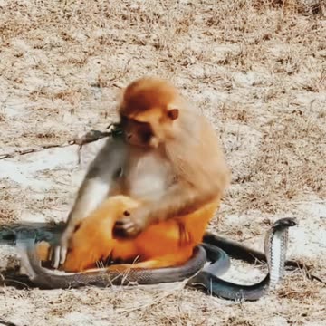 monkey snake is friend #minivlog #shorts #animals #video