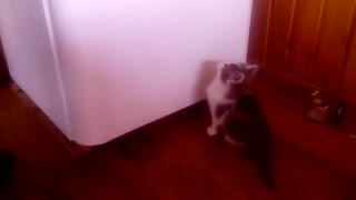 Little kitten is trying to open the refrigerator
