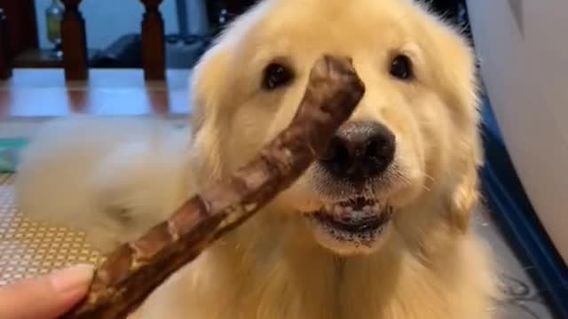 #dog #crunchy #dogsoftiktok