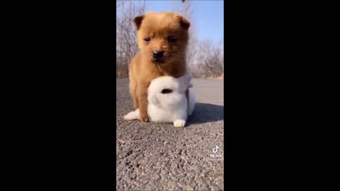 Funny Dog Videos 2021🐶