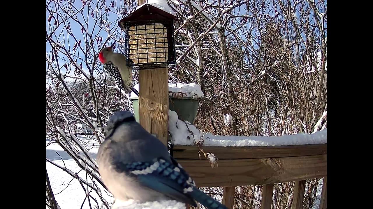 -10°F and snowy this morning. A few of the birds on the feeder this freezing morning.