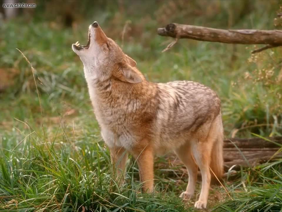 coyote sound effect copyright free