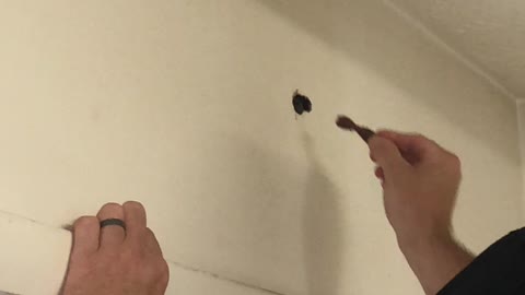 Raccoon in the Walls Gets a Treat