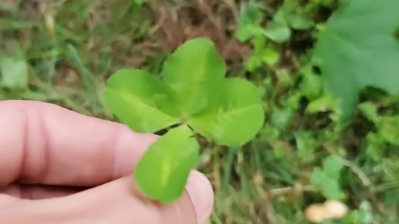 Good Luck to you! Like to Claim it! 4 leaf clover 🍀