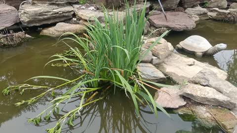 This vegetation grows in the pool, like a water lily