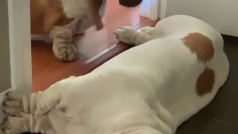 European Basset Hound Won't Let Friend Through the Door