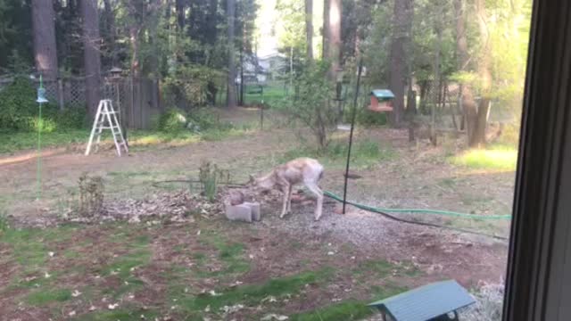 Squirrel Vs Bluejay pt 2