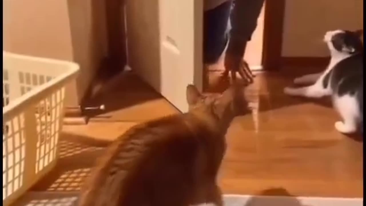 CATS FREAKING OUT OVER A UNFAMILIAR SPECIES CAT?