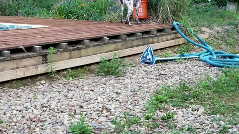 Dog Falls into Pool