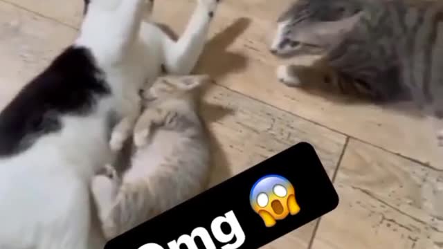 Cat vs cat fight scene 😱😂😂