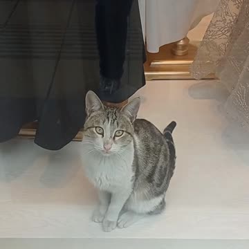 cat mannequin😳😂