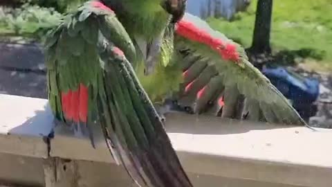 Parrot Enjoying her shower