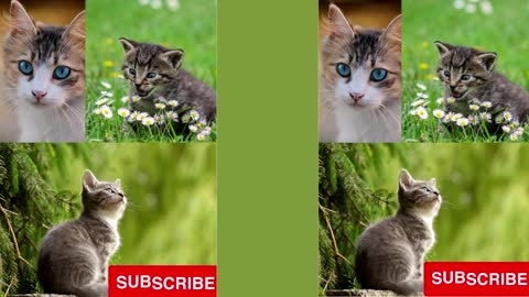 common cats video, Cute cat Videos Compilation