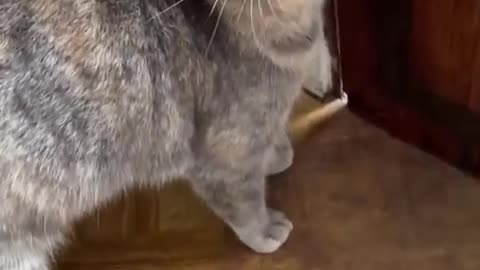 Cat funny videos