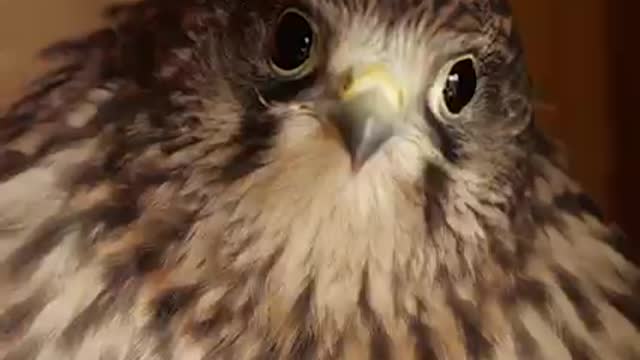 I'm just about to release 4 rescued barn owls and a young kestrel