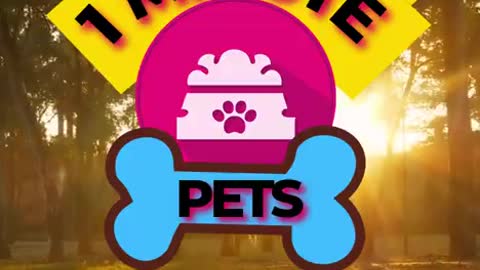 Funny Moments Human With Animals - Then Watch These Adorable Pets