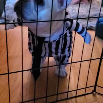 French Bulldog wants out