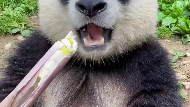 Pandas are greedy and cute