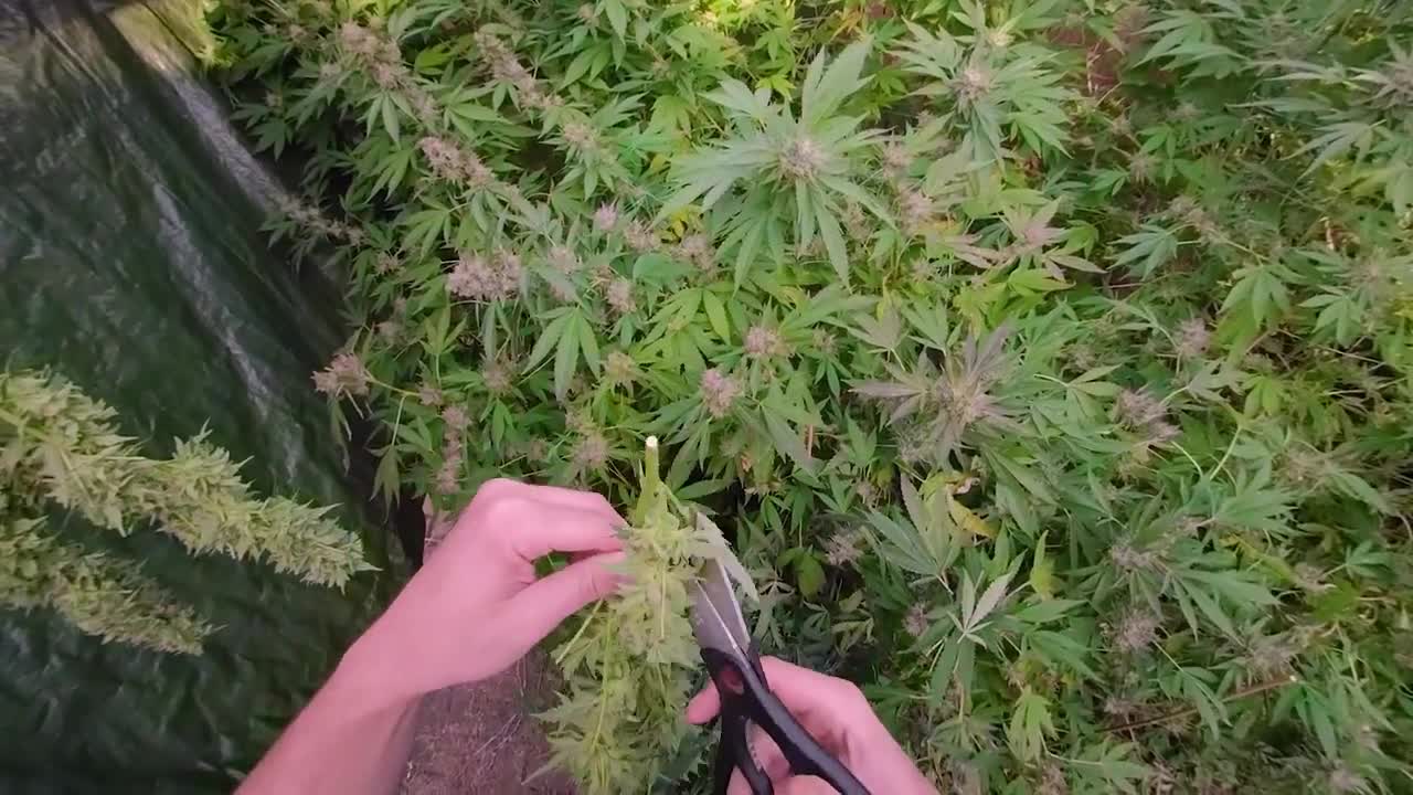 Wet Trimming Cannabis Visual POV Guide - Hand Trim Fresh Flower Quickly