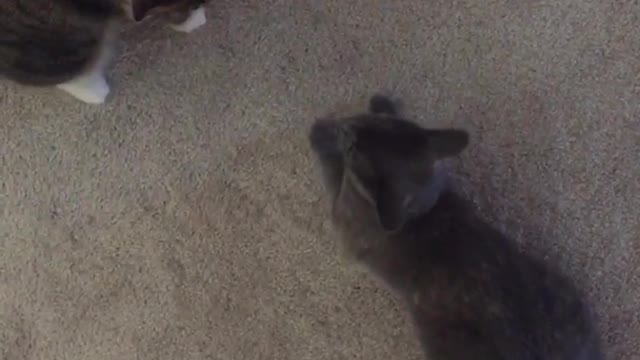 Two grey cats fight near their owners feet