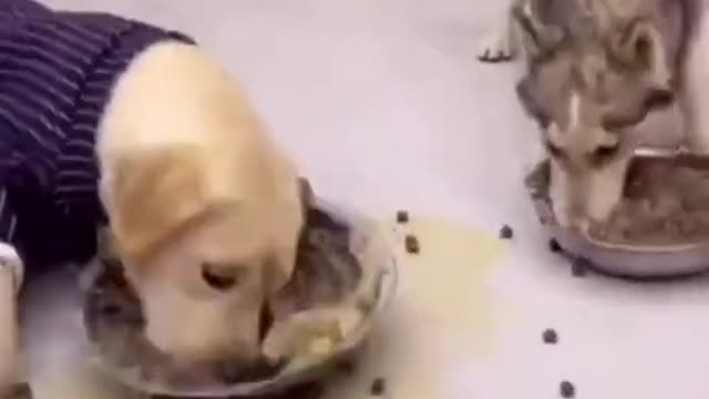 Funny Dogs Video