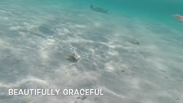 Deadly Stingray - more like a beautiful animal