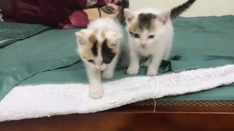 Funny Two Cat