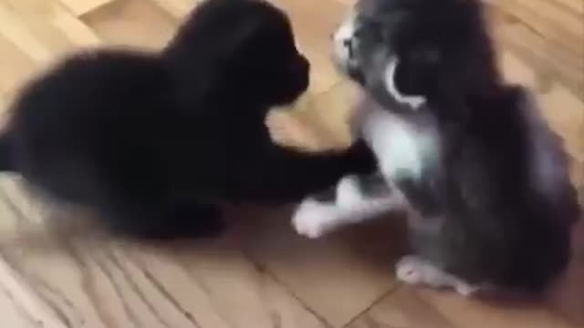 Funny cats