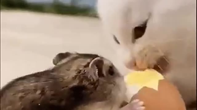 Hamster and cat eat together