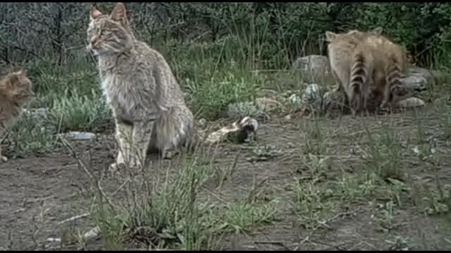 The animal "genie" of the source of the three rivers