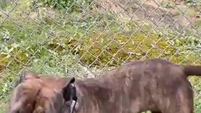 do watch this funny dog 2021 *