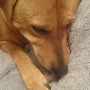 Dog Is Working Hard For The Peanut Butter