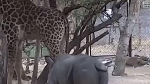 Wild animals get irritated by each other