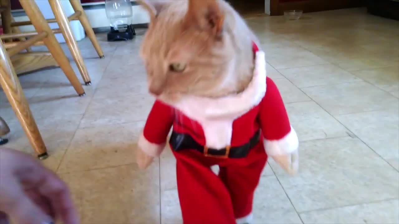 funny cat video|cat dressed as santa