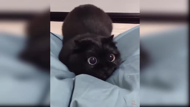 Baby Cats - Funny and Cute Cat Videos Compilation