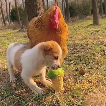 Cute baby animals Videos Compilation cute moment of the animals - Cutest Animals On Earth