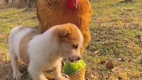 Cute baby animals Videos Compilation cute moment of the animals - Cutest Animals On Earth