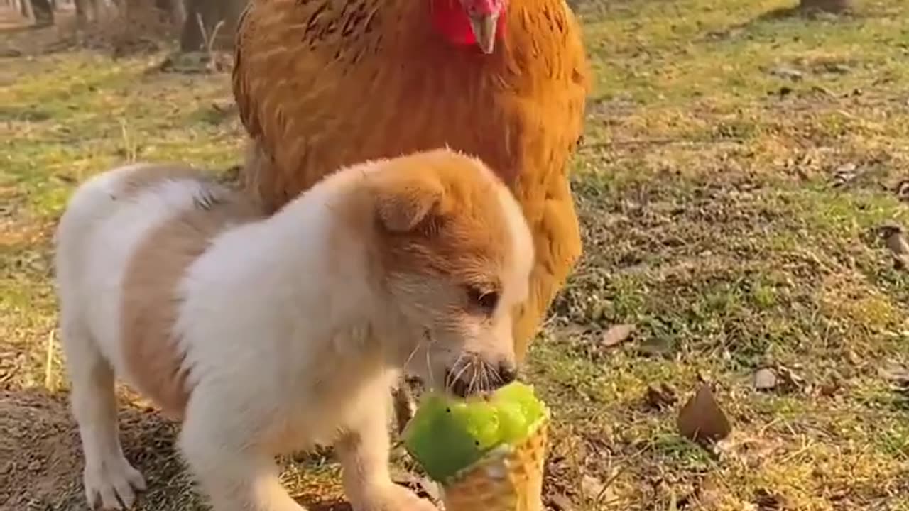 Cute baby animals Videos Compilation cute moment of the animals - Cutest Animals On Earth