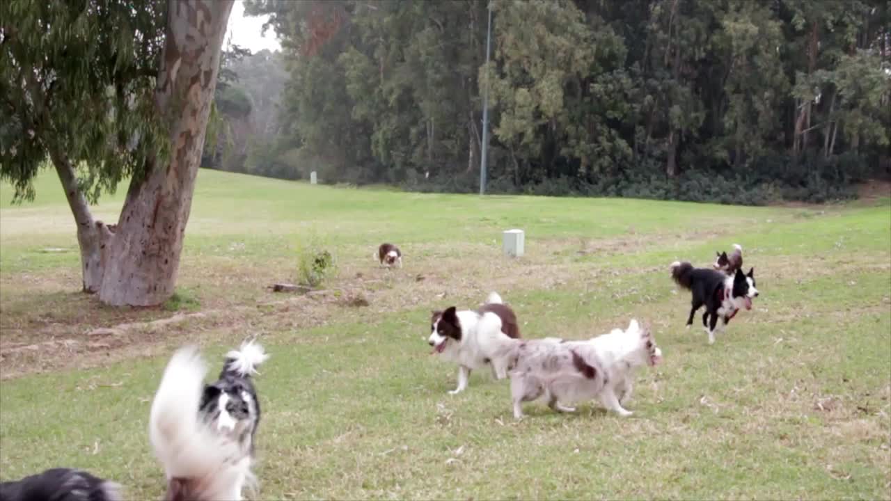 Watch These Adorable Puppies Love Playing Around In The Park - Joyful Moments!