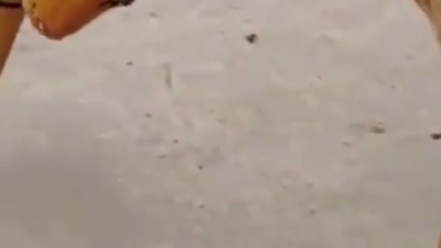 Fake tiger prank on dog !! Part 3- Watch the funny and scariest reaction.