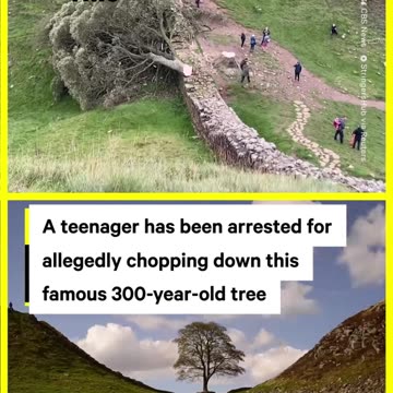 Teenager Accused of Cutting Down 300-Year-Old Tree in the UK