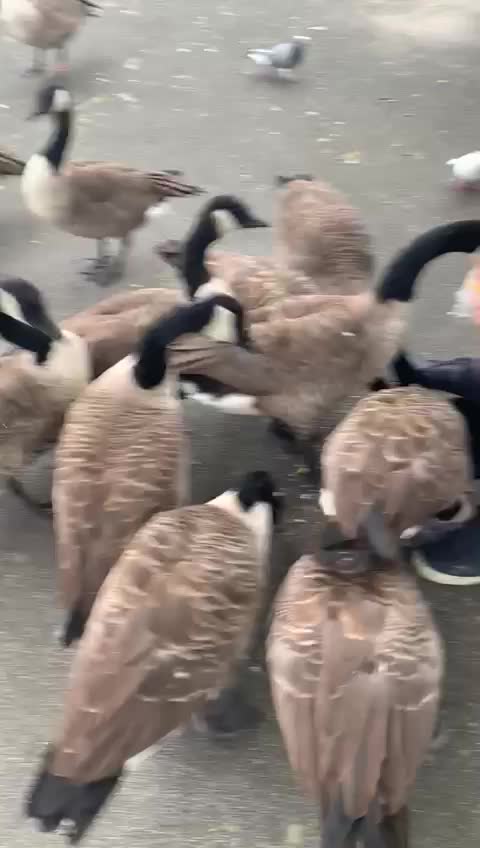 Feeding the local wildlife