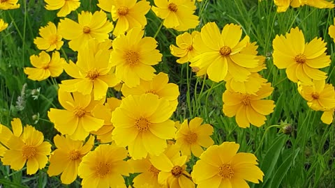 Very beautiful and colourful flowers in a village