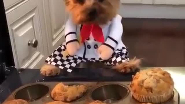 funny animals Best video of 2022 #wowanimals #funnyanimals #cutedog #cutecat #funnydog #funnycat