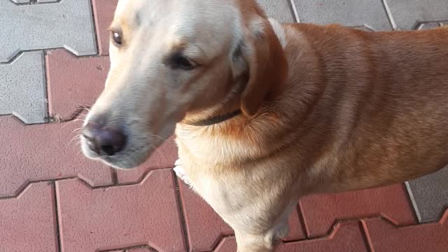 my dog scared