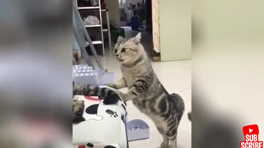 Angry - Funny Dogs And Cats of TikTok 😮 - angry Pet videos 😱..2021