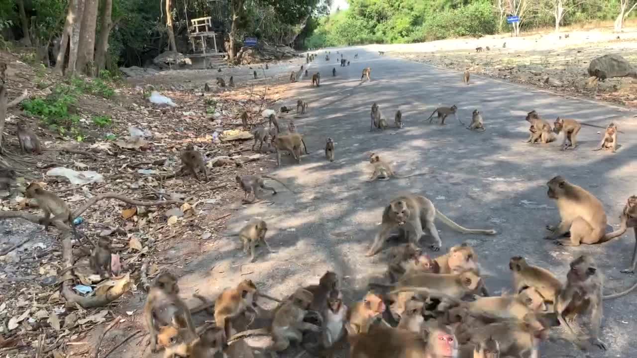 Feeding the Local Monkeys in Thailand